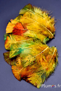 Tacchina spruzzo autunno - 6-8 cm - curry